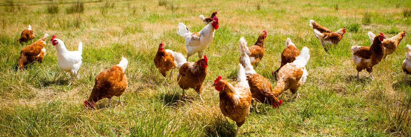 Free-Range Chickens Image